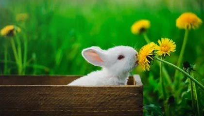 朝阳伴游，定制QQ：3494206190微信：act1322